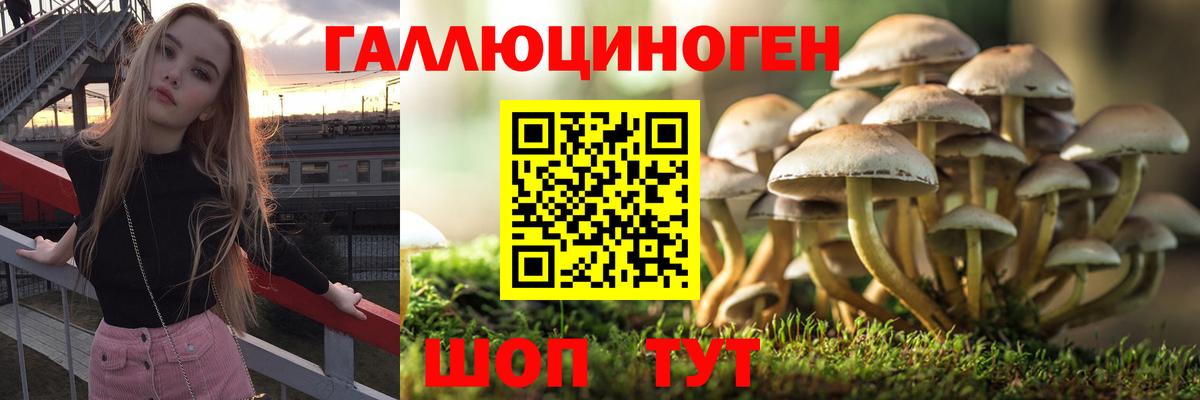Галлюциногенные грибы Cubensis  Вход с VPN  Тосно 